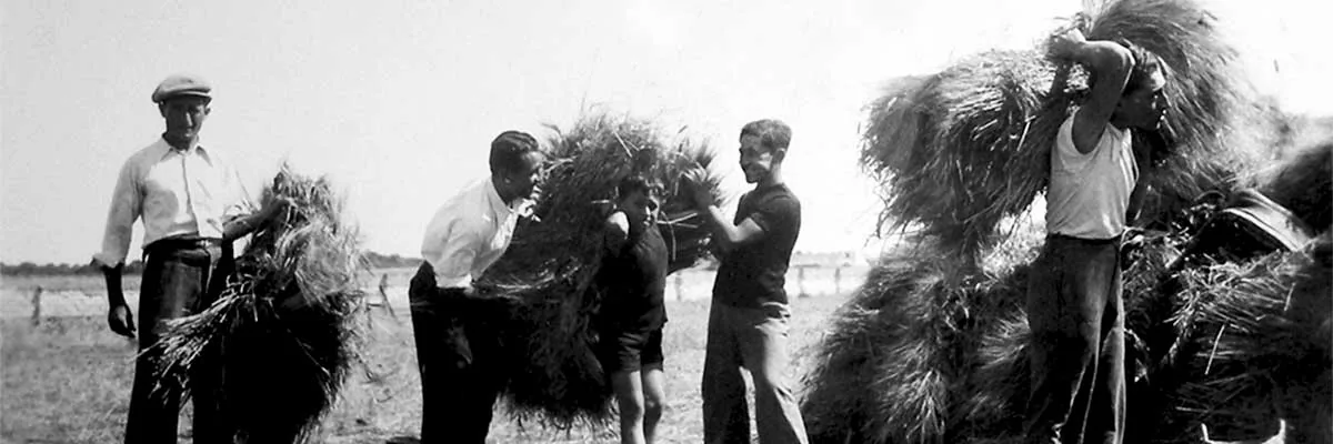 Trebbiatura del grano nelle campagne marchigiane, foto d'epoca