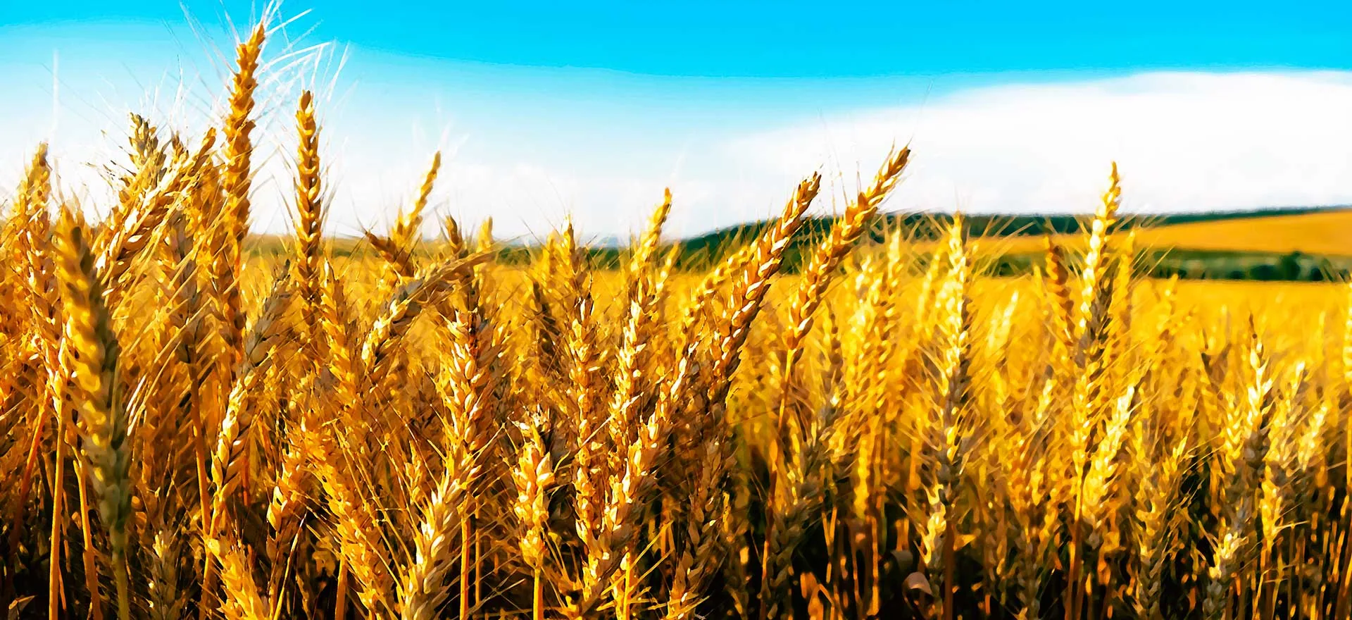 Campi di grano nell'entroterra maceratese